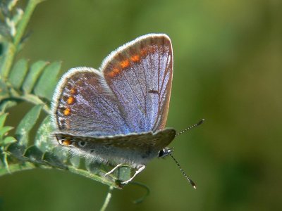 Puktrneblvinge - Polyommatus icarus - Common Blue