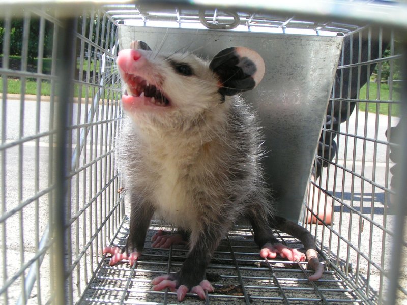 Little opposum