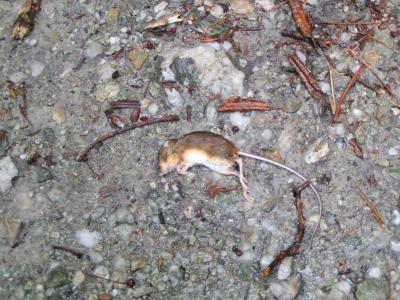 Kangaroo rat? mouse?