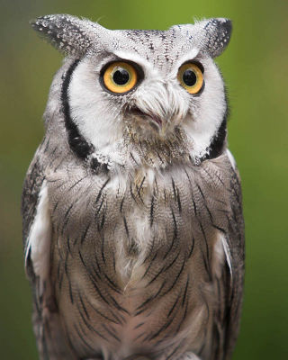 Wildlife