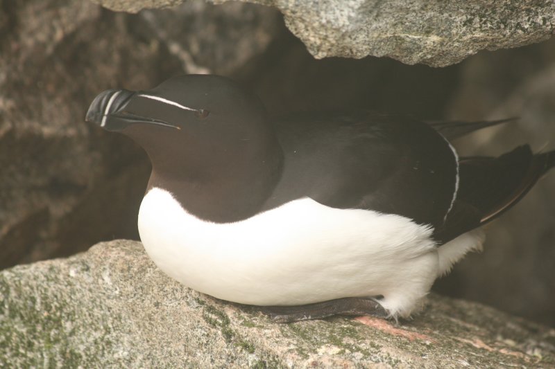 Razorbill