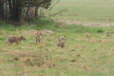 Coyotes