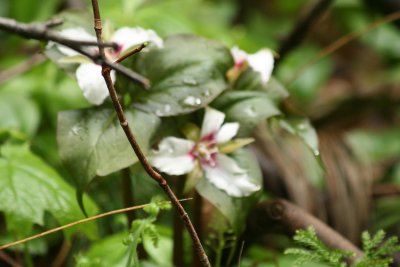 Trillium