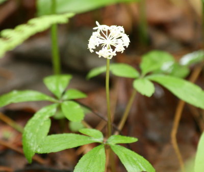 Wildflower