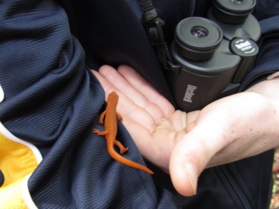 Red Eft