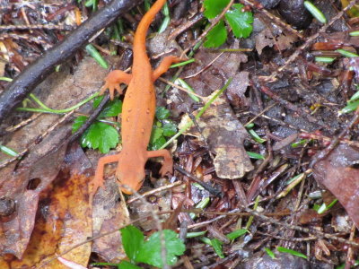 Red Eft