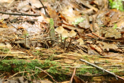 Hat Mushrooms