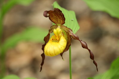 Yellow Lady Slipper