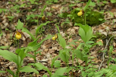Yellow Lady Slipper