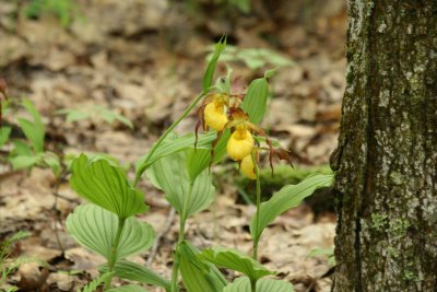 Yellow Lady Slipper