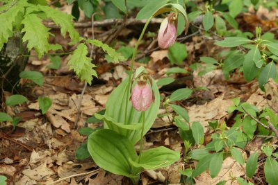Pink Lady Slipper