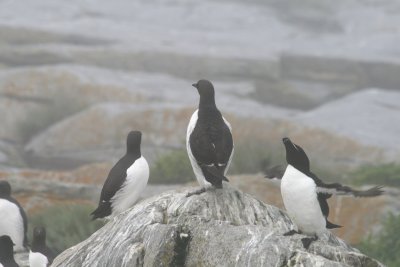 Common Murres