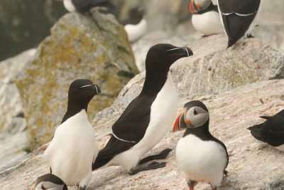 Razorbills