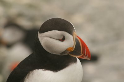 Atlantic Puffins of Machias Seal Island