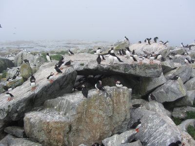 Atlantic Puffins of Machias Seal Island