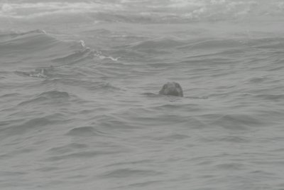 Gray Seal