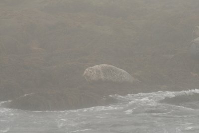 Harbor Seal