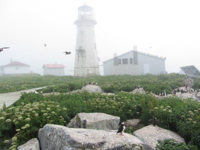Machias Seal Island Light in the fog