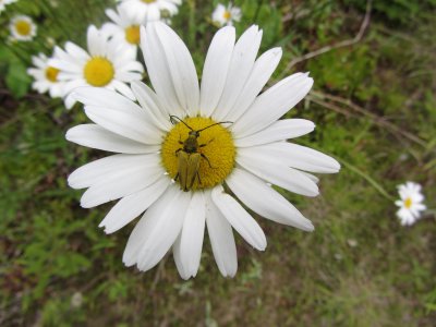 Oxeye Daisy with a Beetle