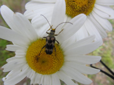 Another Oxeye Daisy with different Beetle