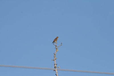 Broad-winged Hawk