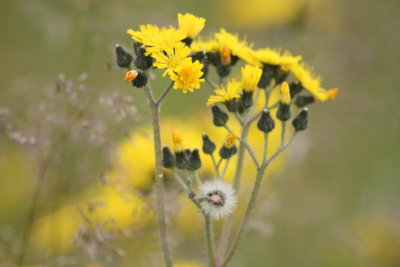 Yellow Hawkweed