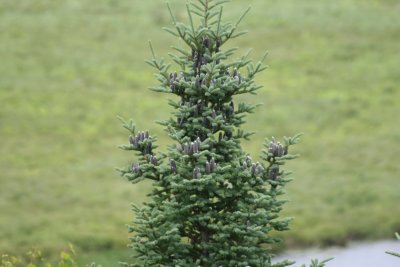 Balsam Fir