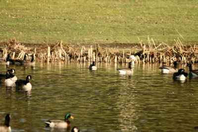 Canada Geese and Cackling Goose