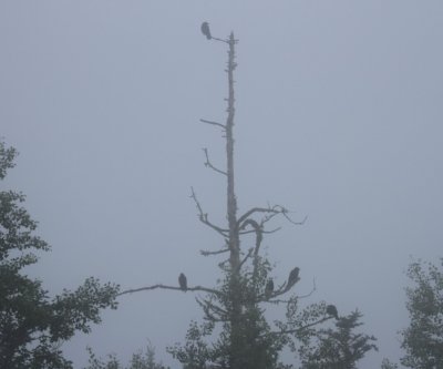 Crows in Fog