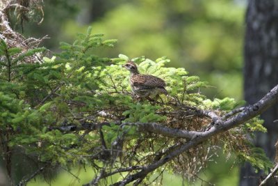 Spuce Grouse Chick
