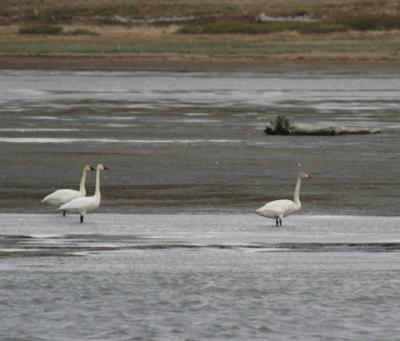 Tundra Swans & Whooper Swan