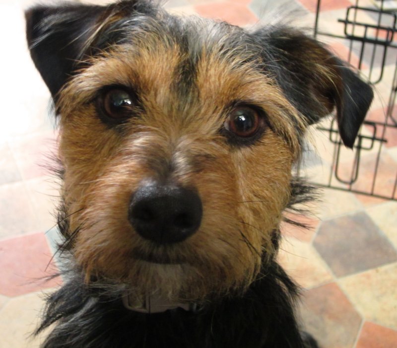 Edward , our Jack  Russel  X  Yorkshire Terrier