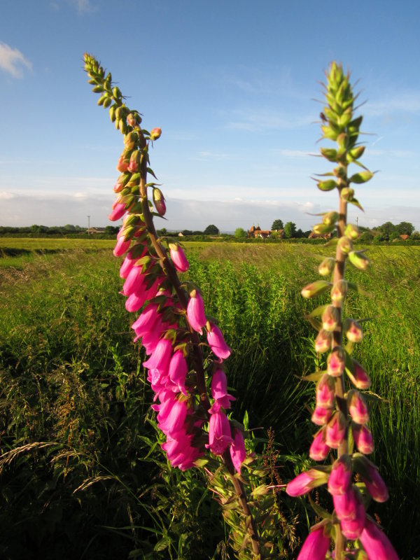 Foxgloves  near  Goose  Green  Farm.