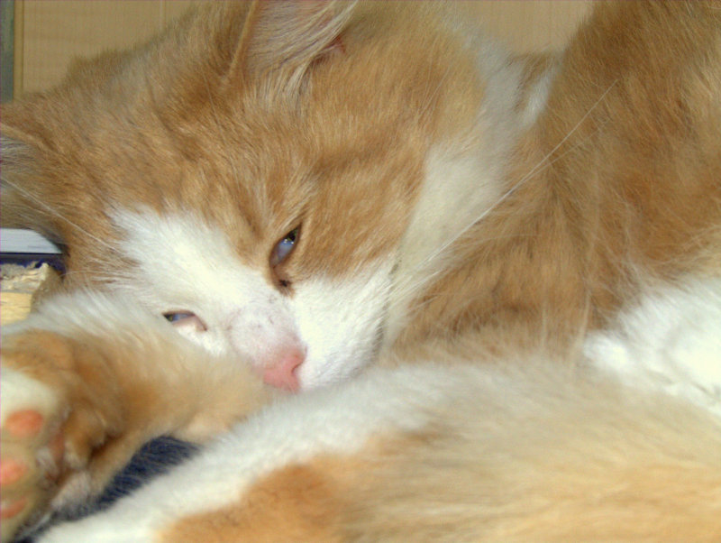 Oscar,resting.