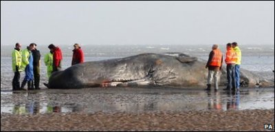 45 ft. long  whale, dead  on  a  Kent  beach