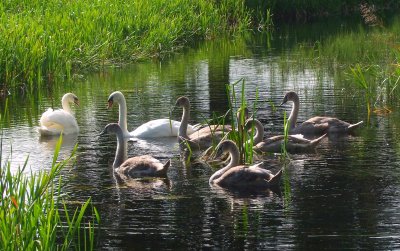 Mum, dad  and  the  kids  on  a  sunny  afternoon.