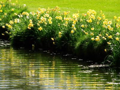 Daffodils  reflected  in  the  river.