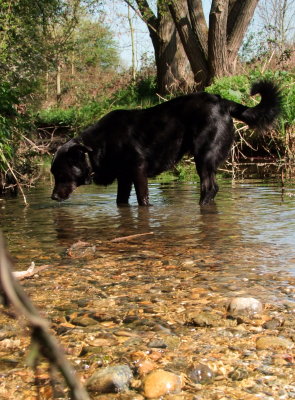 Max , cooling  off  in  the  stream