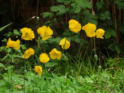 Welsh  poppies