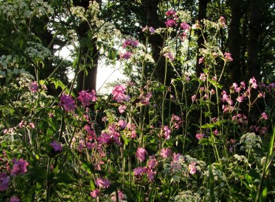 Wild  flowers  at  the  roadside