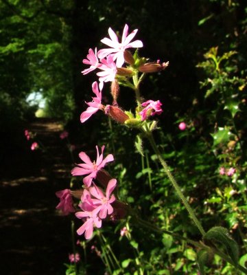 Pink  campion  in  the  hedgerow