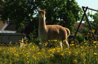 An  alpaca  in  buttercup  heaven.