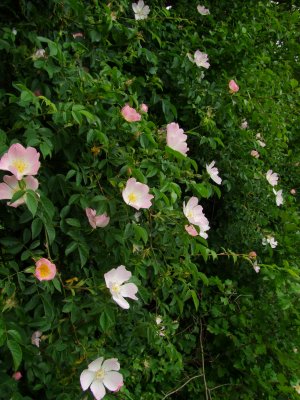 Dog  rose  blooms  adorn  the  hedgerows.
