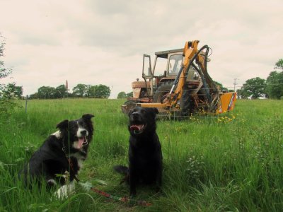 Lady  and  Max, beside  a  DavidBrown  996  tractor