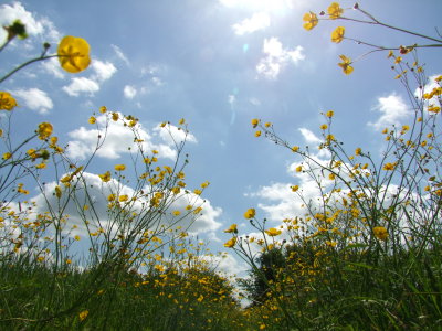 Buttercups  on  a  sunny  day.