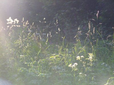 Rye grass caught in sunlight,on a misty start.