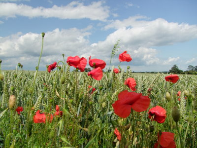 Field  poppies  near  Rowling