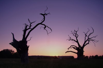 Two  trees  of  the  petrified  forest  after  sundown.