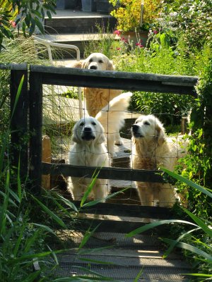 Three  raucus  dogs.