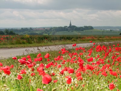 Roadside  poppies  and  daisies